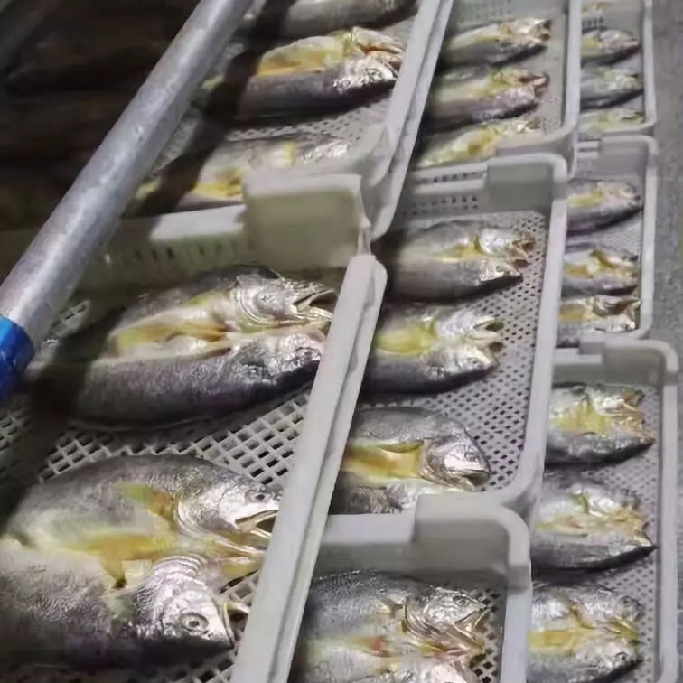 小黃魚(yú)如何快速烘干？